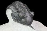 Morocconites Trilobite - Clear Eye Facets #68648-4